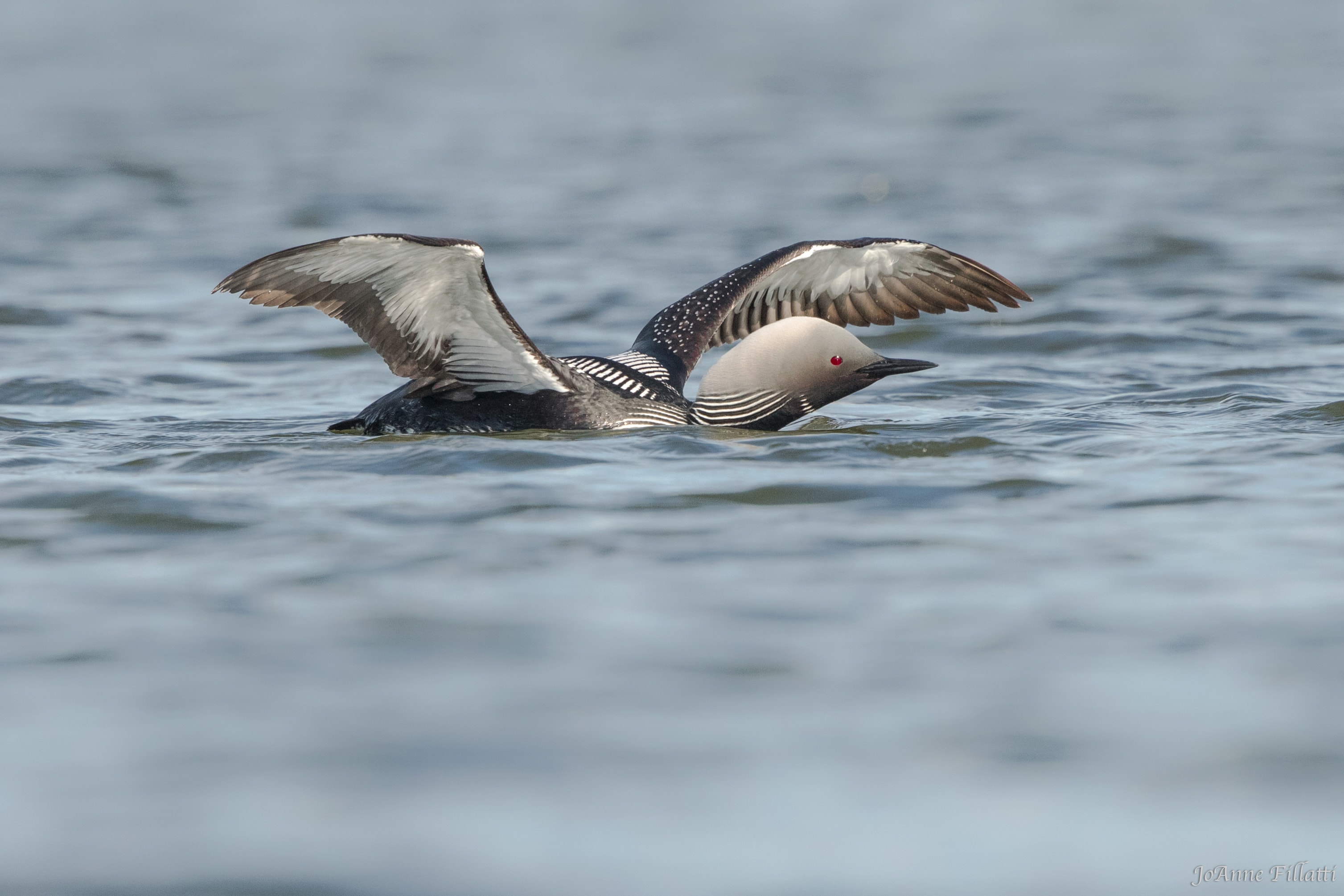 bird of alaska image 9